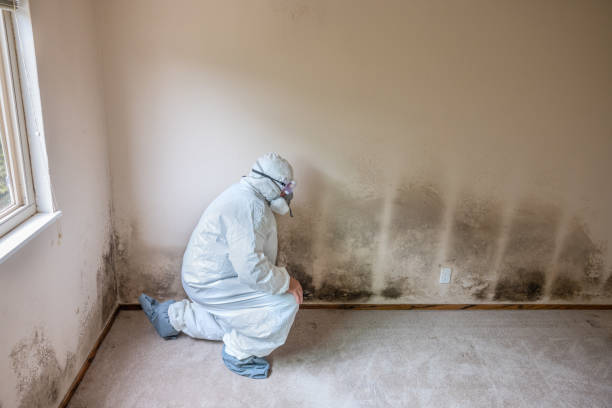Best Industrial Mold Remediation in Oak Park Heights, MN